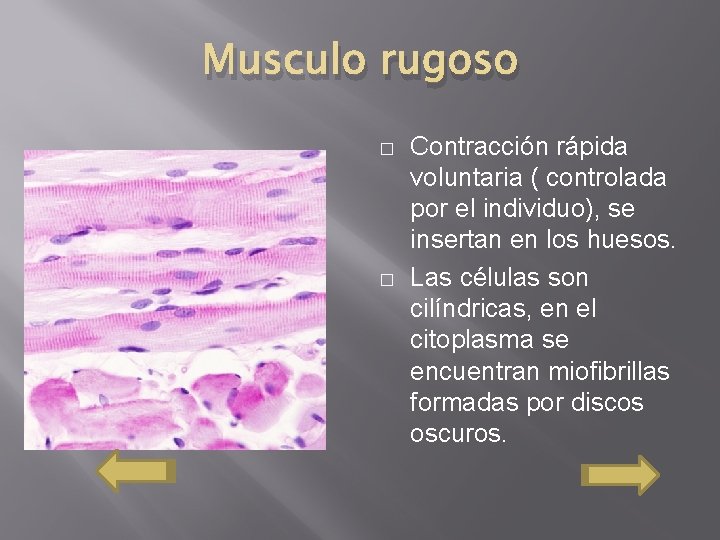 Musculo rugoso � � Contracción rápida voluntaria ( controlada por el individuo), se insertan