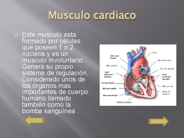 Musculo cardiaco � Este musculo esta formado por células que poseen 1 o 2