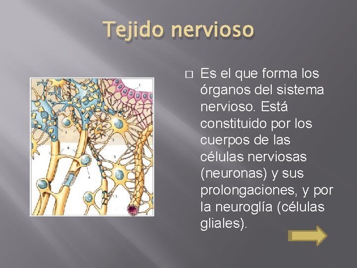 Tejido nervioso � Es el que forma los órganos del sistema nervioso. Está constituido