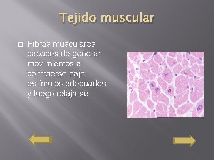 Tejido muscular � Fibras musculares capaces de generar movimientos al contraerse bajo estímulos adecuados