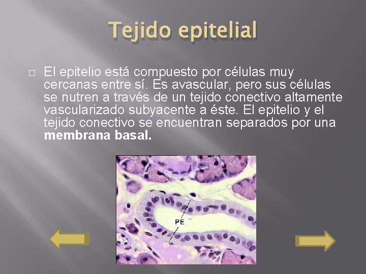 Tejido epitelial � El epitelio está compuesto por células muy cercanas entre sí. Es