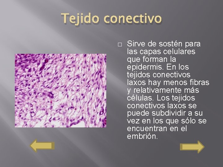 Tejido conectivo � Sirve de sostén para las capas celulares que forman la epidermis.