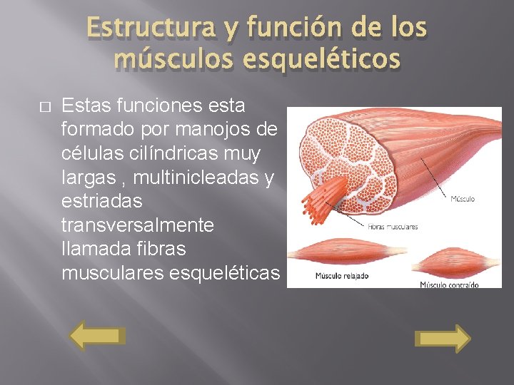 Estructura y función de los músculos esqueléticos � Estas funciones esta formado por manojos