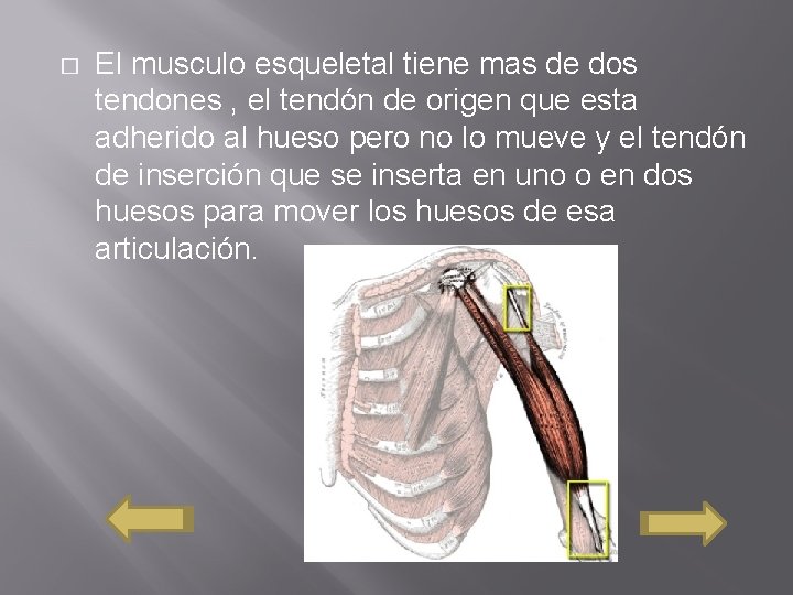 � El musculo esqueletal tiene mas de dos tendones , el tendón de origen