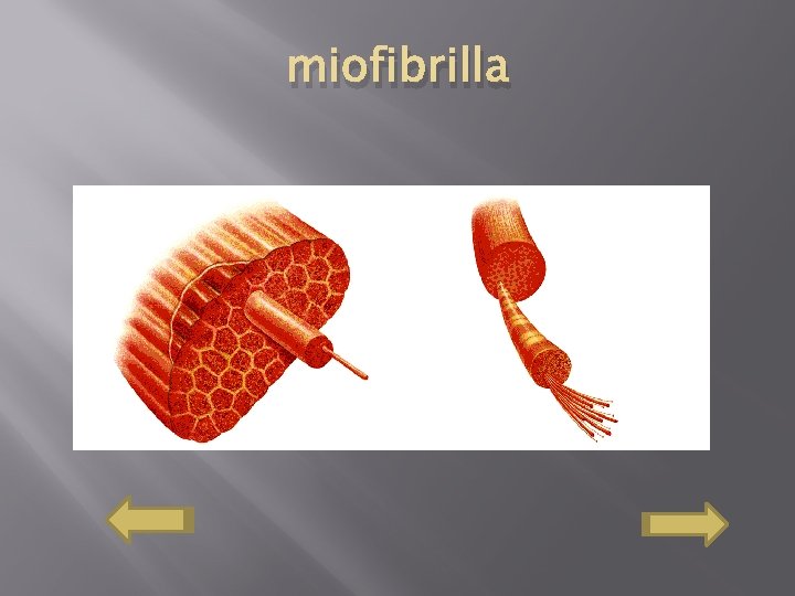 miofibrilla 