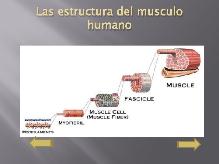 Las estructura del musculo humano 