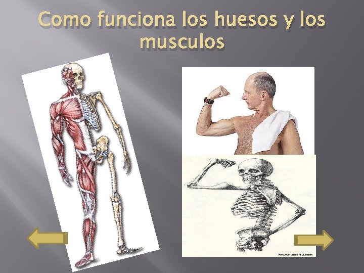 Como funciona los huesos y los musculos 