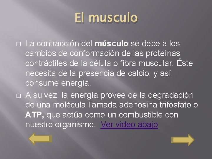 El musculo � � La contracción del músculo se debe a los cambios de