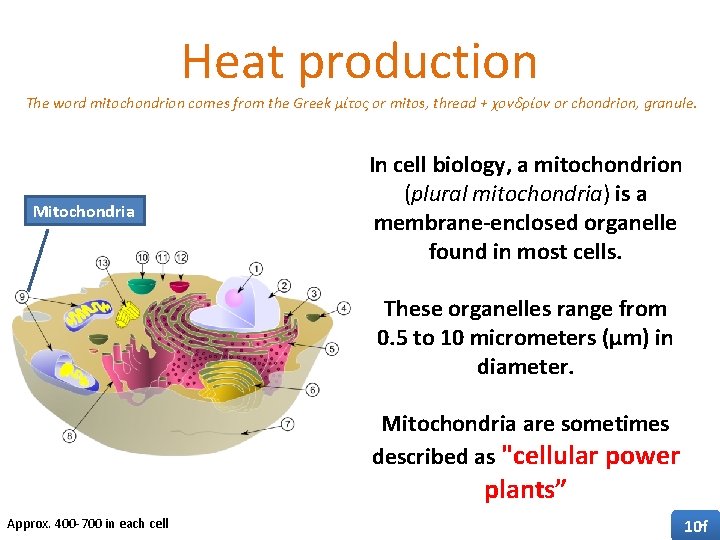 Heat production The word mitochondrion comes from the Greek μίτος or mitos, thread +