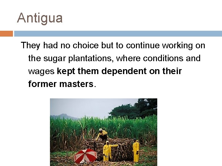 Antigua They had no choice but to continue working on the sugar plantations, where