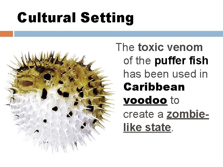 Cultural Setting The toxic venom of the puffer fish has been used in Caribbean