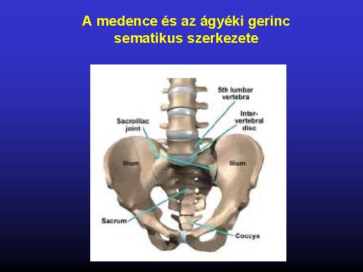 A medence és az ágyéki gerinc sematikus szerkezete 