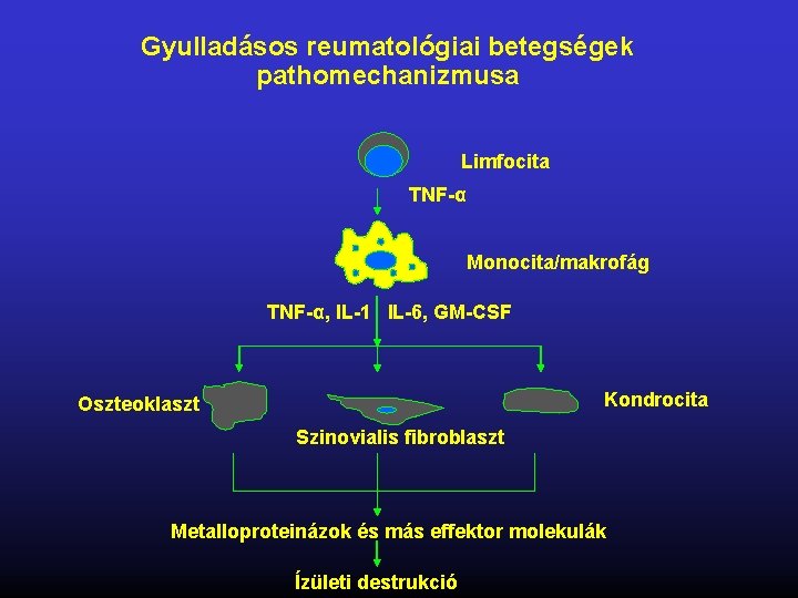 Gyulladásos reumatológiai betegségek pathomechanizmusa Limfocita TNF-α Monocita/makrofág TNF-α, IL-1 IL-6, GM-CSF Kondrocita Oszteoklaszt Szinovialis