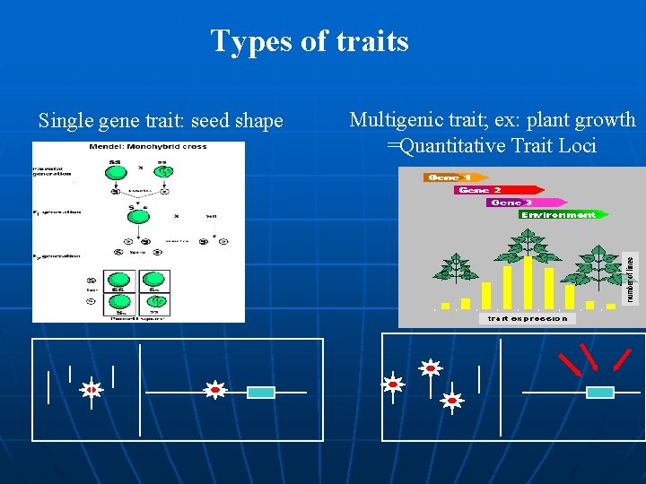 Types of traits Single gene trait: seed shape Multigenic trait; ex: plant growth =Quantitative