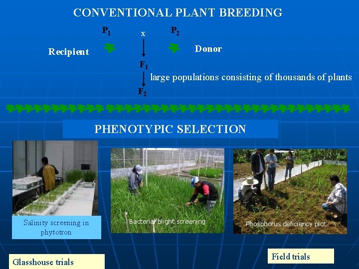 CONVENTIONAL PLANT BREEDING P 1 x P 2 Donor Recipient F 1 large populations