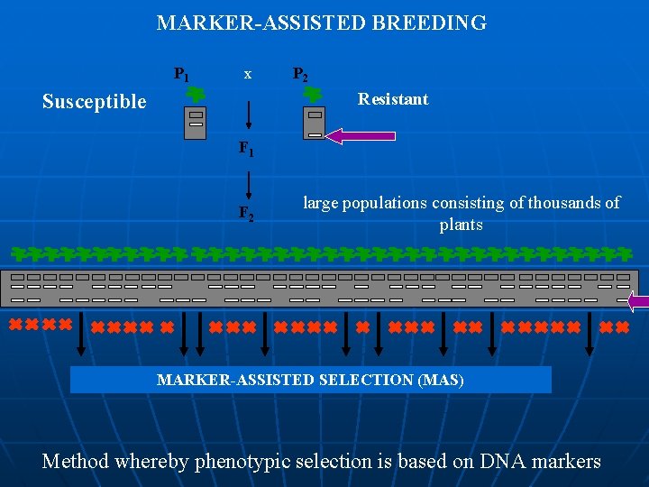 MARKER-ASSISTED BREEDING P 1 x P 2 Resistant Susceptible F 1 F 2 large