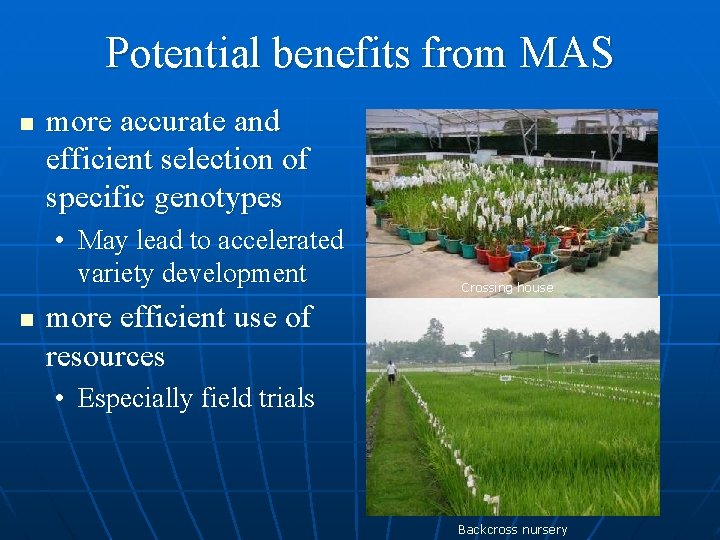 Potential benefits from MAS n more accurate and efficient selection of specific genotypes •