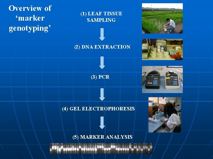 Overview of ‘marker genotyping’ (1) LEAF TISSUE SAMPLING (2) DNA EXTRACTION (3) PCR (4)