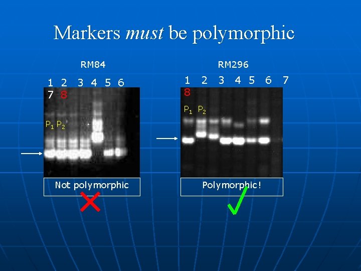 Markers must be polymorphic RM 84 1 2 7 8 3 4 5 6
