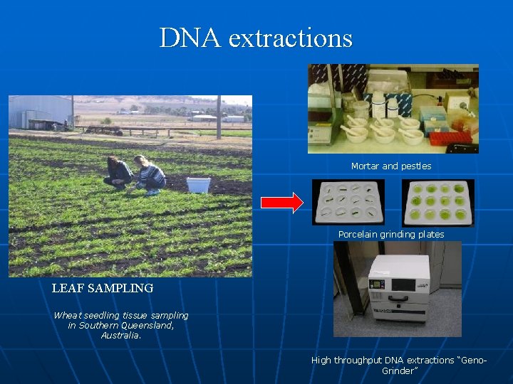 DNA extractions Mortar and pestles Porcelain grinding plates LEAF SAMPLING Wheat seedling tissue sampling