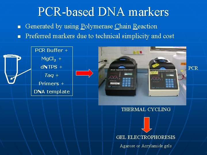 PCR-based DNA markers n n Generated by using Polymerase Chain Reaction Preferred markers due
