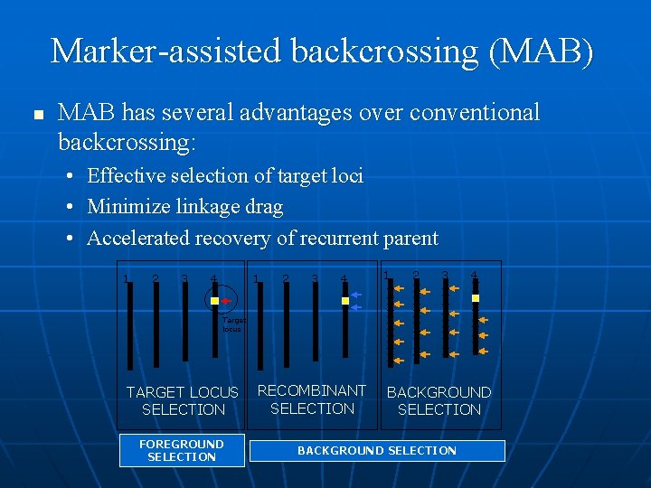 Marker-assisted backcrossing (MAB) n MAB has several advantages over conventional backcrossing: • Effective selection