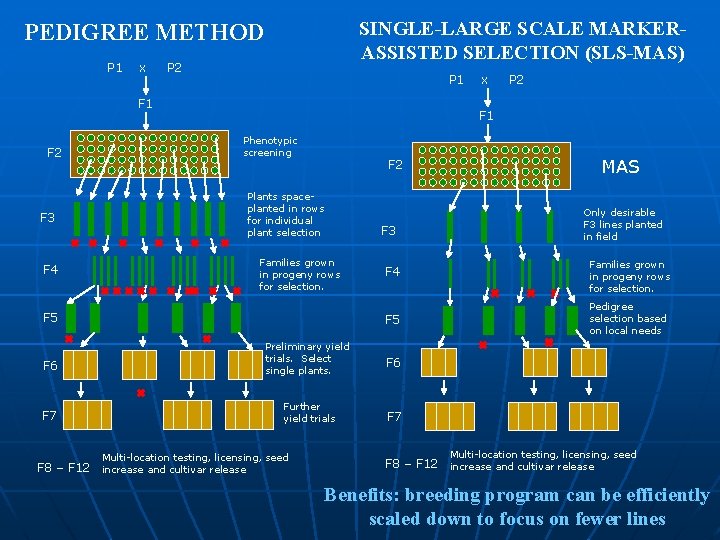 SINGLE-LARGE SCALE MARKERASSISTED SELECTION (SLS-MAS) PEDIGREE METHOD P 1 x P 2 P 1