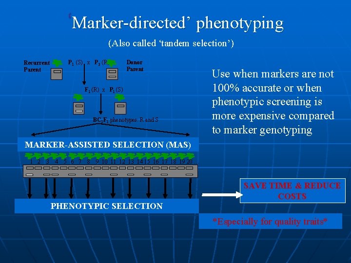 ‘Marker-directed’ phenotyping (Also called ‘tandem selection’) P 1 (S) x P 2 (R) Recurrent