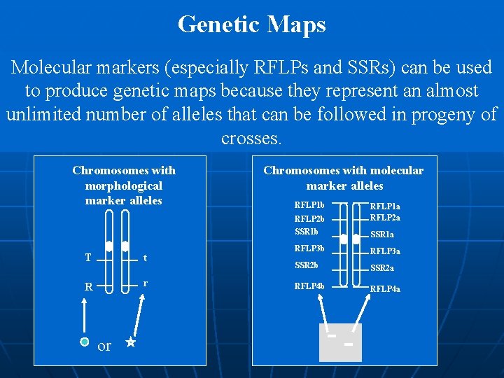 Genetic Maps Molecular markers (especially RFLPs and SSRs) can be used to produce genetic