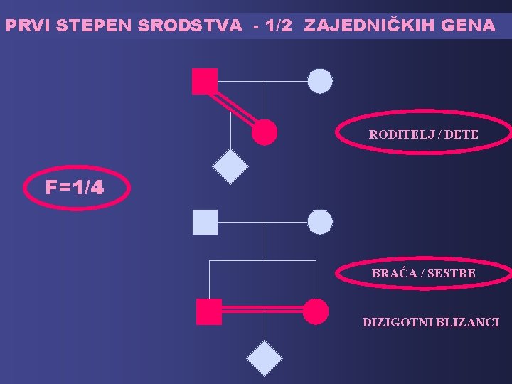 PRVI STEPEN SRODSTVA - 1/2 ZAJEDNIČKIH GENA RODITELJ / DETE F=1/4 BRAĆA / SESTRE