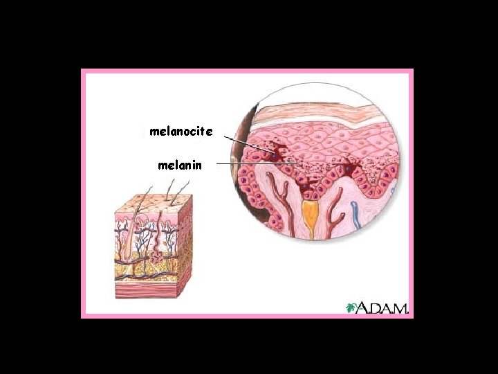 melanocite melanin 