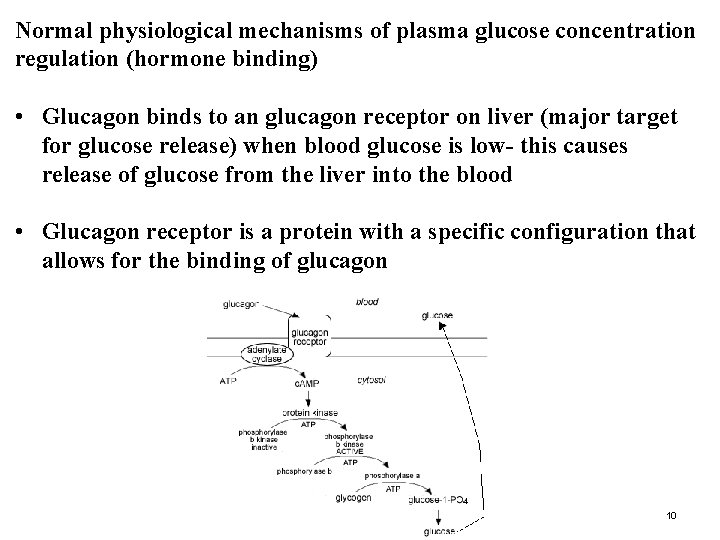 Normal physiological mechanisms of plasma glucose concentration regulation (hormone binding) • Glucagon binds to