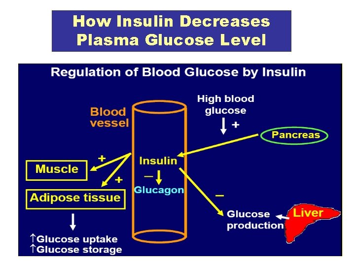 How Insulin Decreases Plasma Glucose Level 8 