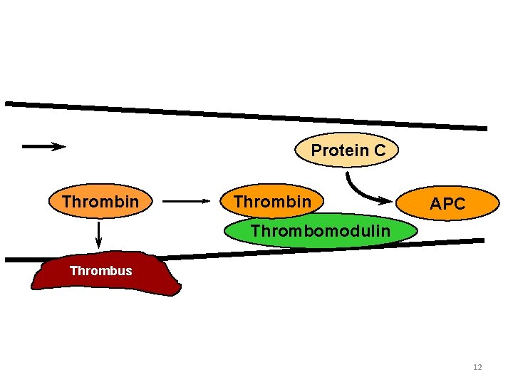 The Protein C Anticoagulant Pathway Blood Flow Thrombin Protein C Thrombin APC Thrombomodulin Thrombus