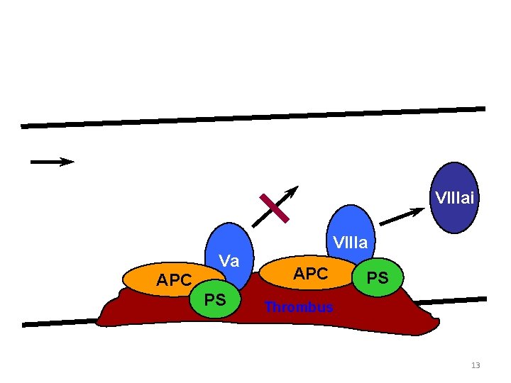 The Protein C Anticoagulant Pathway Blood Flow Vai Factor V Leiden Va APC PS