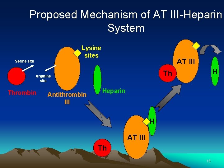 Proposed Mechanism of AT III-Heparin System Lysine sites AT III Serine site Thrombin Antithrombin