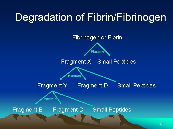 Degradation of Fibrin/Fibrinogen or Fibrin Plasmin Fragment X Small Peptides Plasmin Fragment Y Fragment