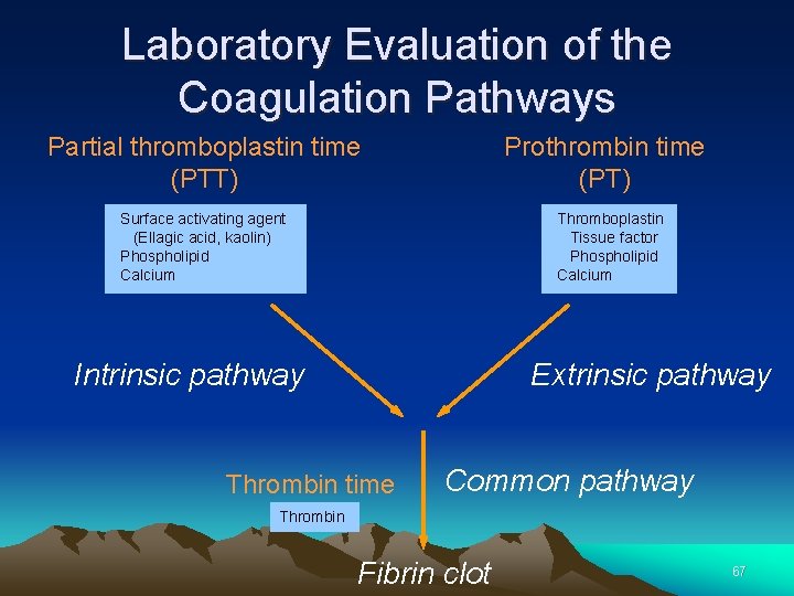 Laboratory Evaluation of the Coagulation Pathways Partial thromboplastin time (PTT) Prothrombin time (PT) Surface