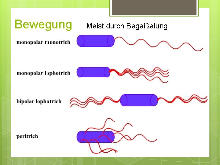 Bewegung Meist durch Begeißelung Bewegung Meist durch Begeißelung