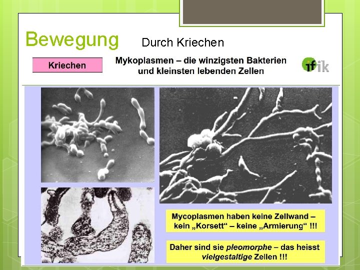 Bewegung Durch Kriechen Mykoplamsmen (kleinste Lebewesen) Bewegung Durch Kriechen Mykoplamsmen (kleinste Lebewesen)