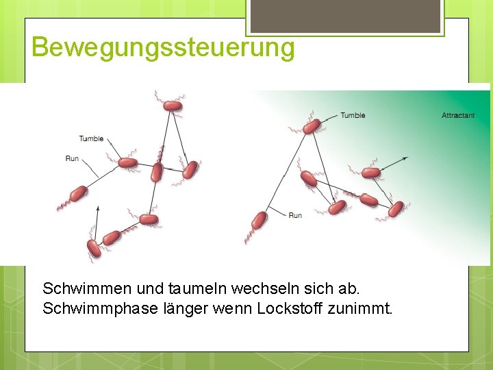 Bewegungssteuerung Schwimmen und taumeln wechseln sich ab. Schwimmphase länger wenn Lockstoff zunimmt. Bewegungssteuerung Schwimmen und taumeln wechseln sich ab. Schwimmphase länger wenn Lockstoff zunimmt.
