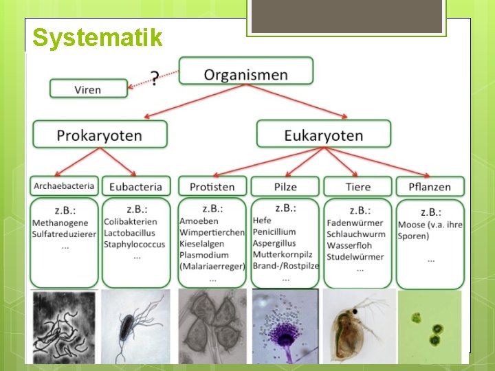 Systematik Systematik