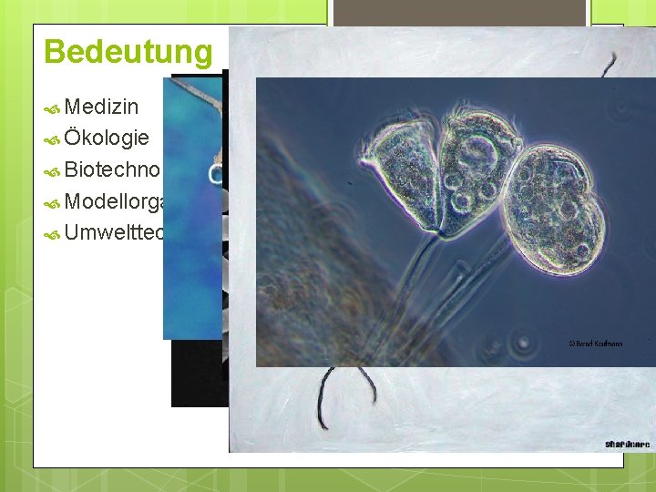 Bedeutung Medizin Ökologie Biotechnologie Modellorganismen Umwelttechnik Bedeutung Medizin Ökologie Biotechnologie Modellorganismen Umwelttechnik