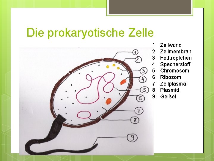 Die prokaryotische Zelle 1. 2. 3. 4. 5. 6. 7. 8. 9. Zellwand Zellmembran Die prokaryotische Zelle 1. 2. 3. 4. 5. 6. 7. 8. 9. Zellwand Zellmembran