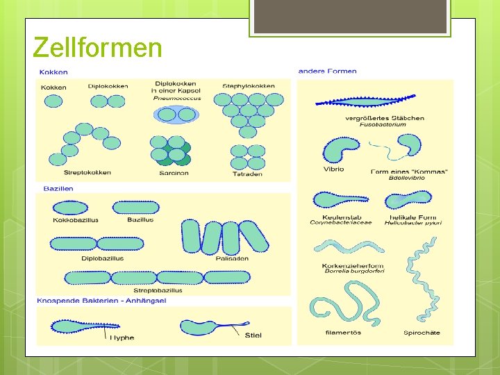 Zellformen Zellformen