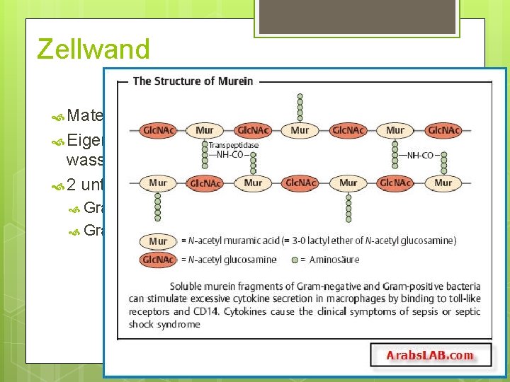 Zellwand Material: Murein Eigenschaften: felxibel und dehnbar, wasserdurchlässig 2 unterschiedliche Varianten Gram-positiv Gram-negativ Zellwand Material: Murein Eigenschaften: felxibel und dehnbar, wasserdurchlässig 2 unterschiedliche Varianten Gram-positiv Gram-negativ