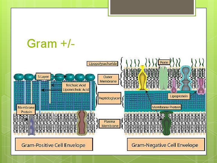 Gram +/- Gram +/-