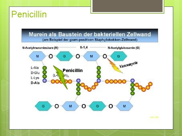 Penicillin Penicillin