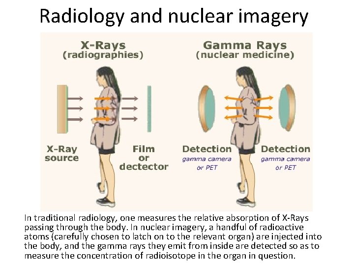 Radiology and nuclear imagery In traditional radiology, one measures the relative absorption of X-Rays