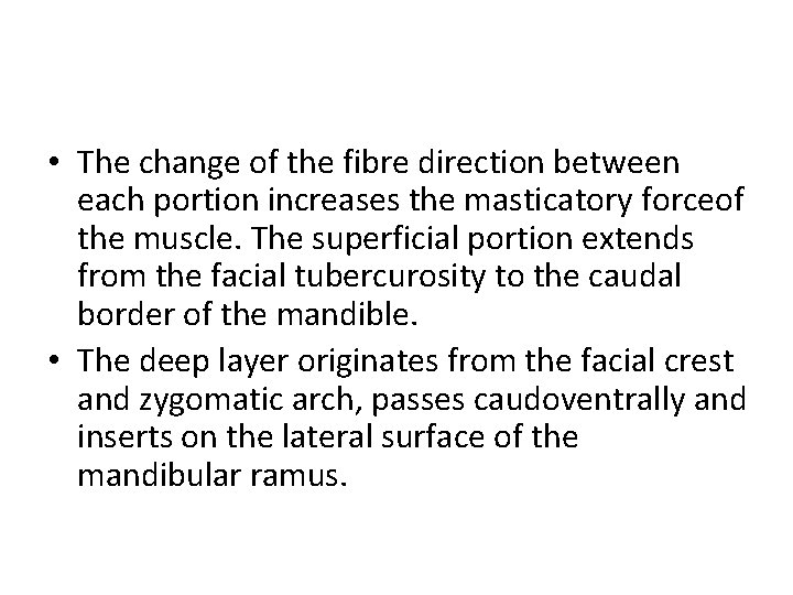  • The change of the fibre direction between each portion increases the masticatory